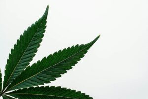 marijuana plant