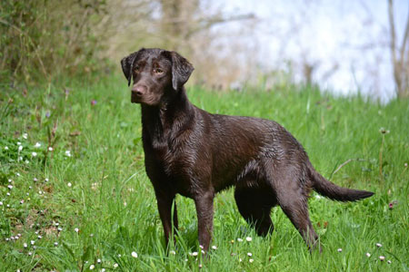 labrador dog