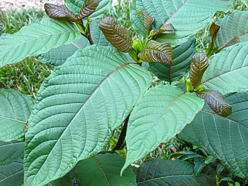 Kratom