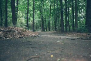 walking path in the park